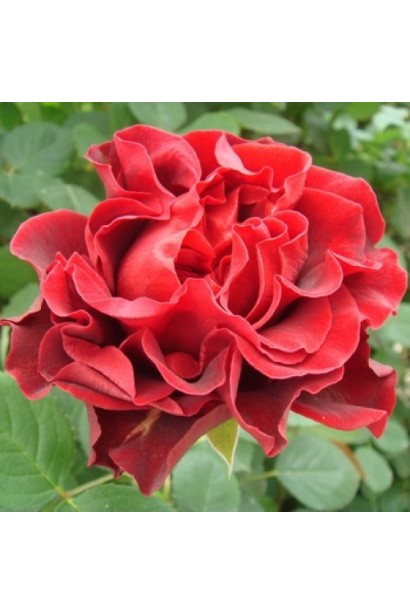 Квітуча троянда Ельторро на клумбі